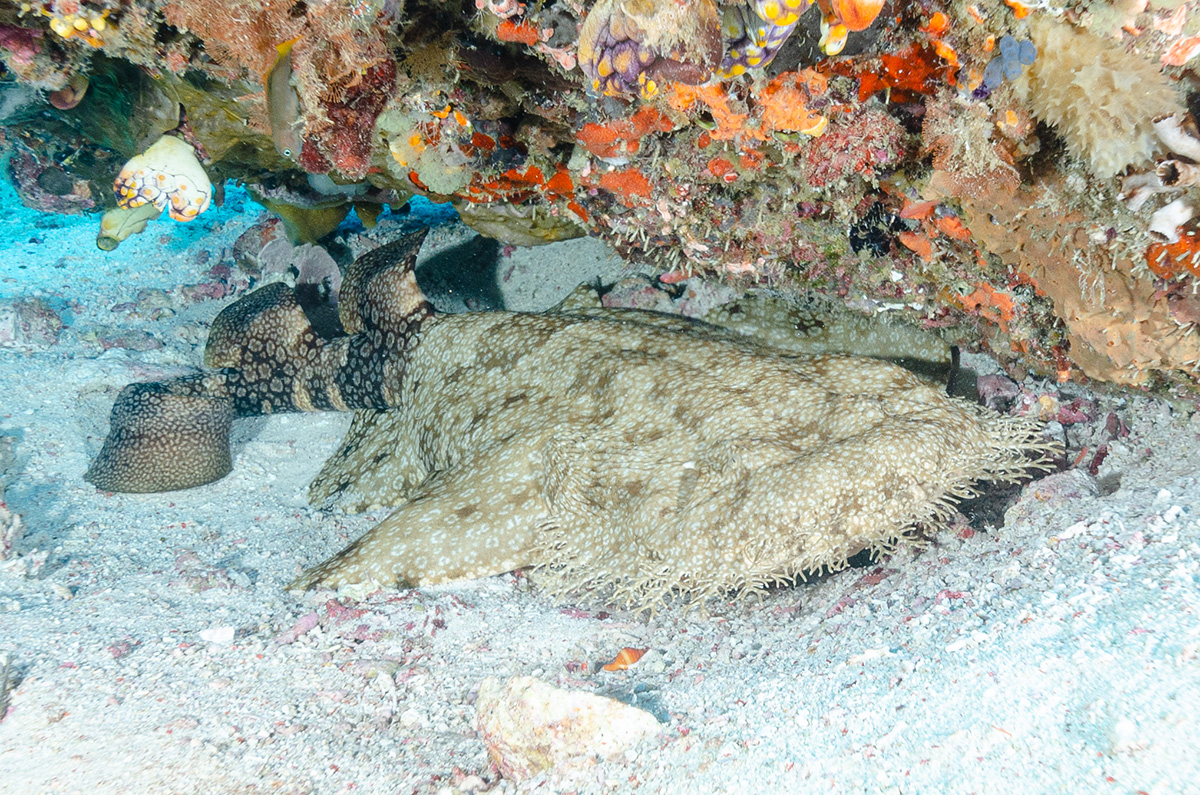 wobbegong